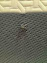 Product Image - Damaged